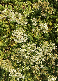 Sedum album 'Chloroticum'